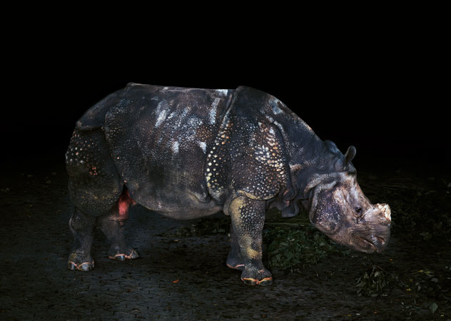 "Rhinocerus, Nürnberg", 2004, Inkjet-print, 120 x 150 cm