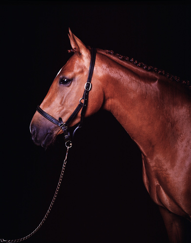 "AMARILLO", 2002, C-print, 95 x 80 cm
