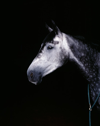 "CAPRIC&Eacute;", 2002, C-print, 95 x 80 cm