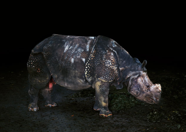 "Rhinocerus, N&uuml;rnberg", 2004, Inkjet-print, 120 x 150 cm